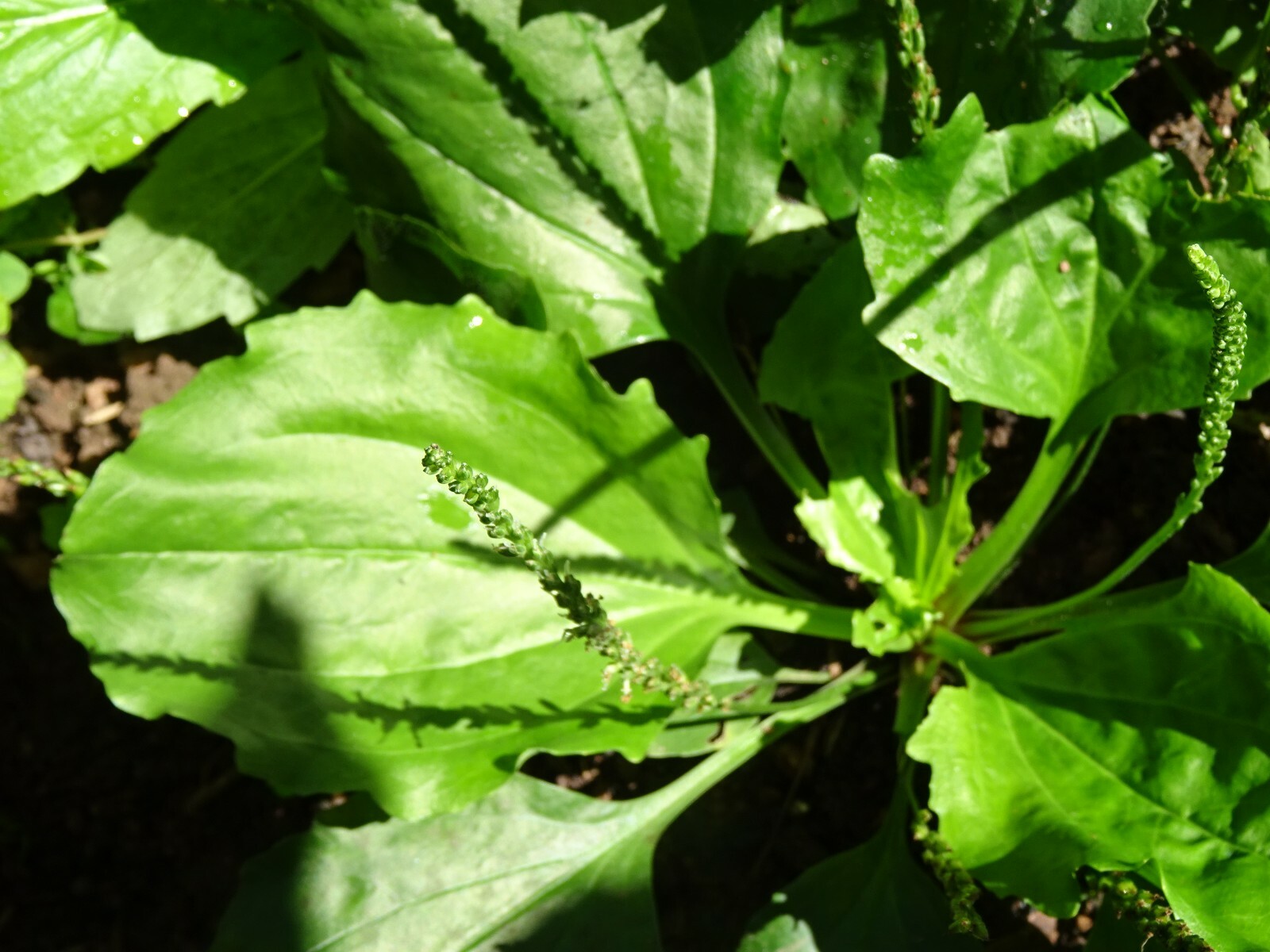American plantain Plantago rugelii Native Perennial Wildflower 200 seeds Edible