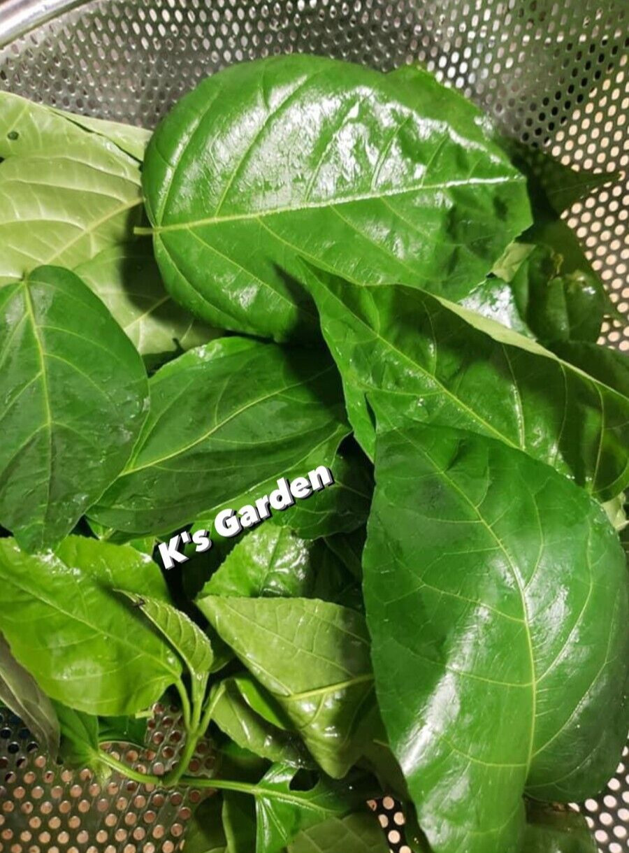10 PCS PREMNA SERRATIFOLIA SEEDS, HẠT LÁ CÁCH