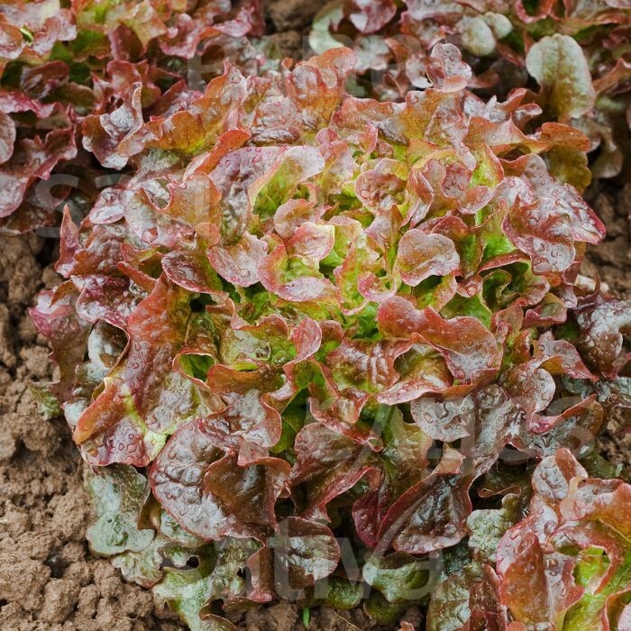 1 Gram Fresh | NON-GMO | Red Salad Bowl Leaf Premium Lettuce Seeds-B 43