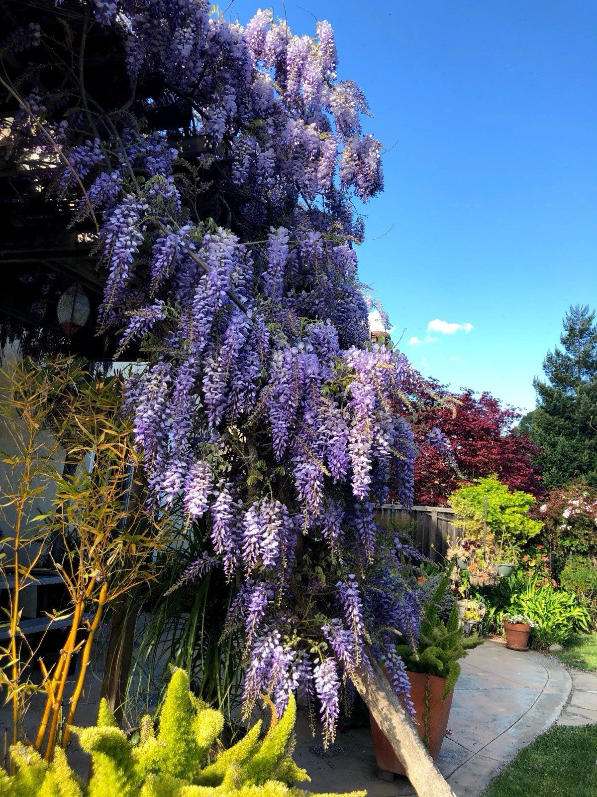 10 Chinese Blue Wisteria Tree Seeds Fast Climber Flower Vine Hardy Plant