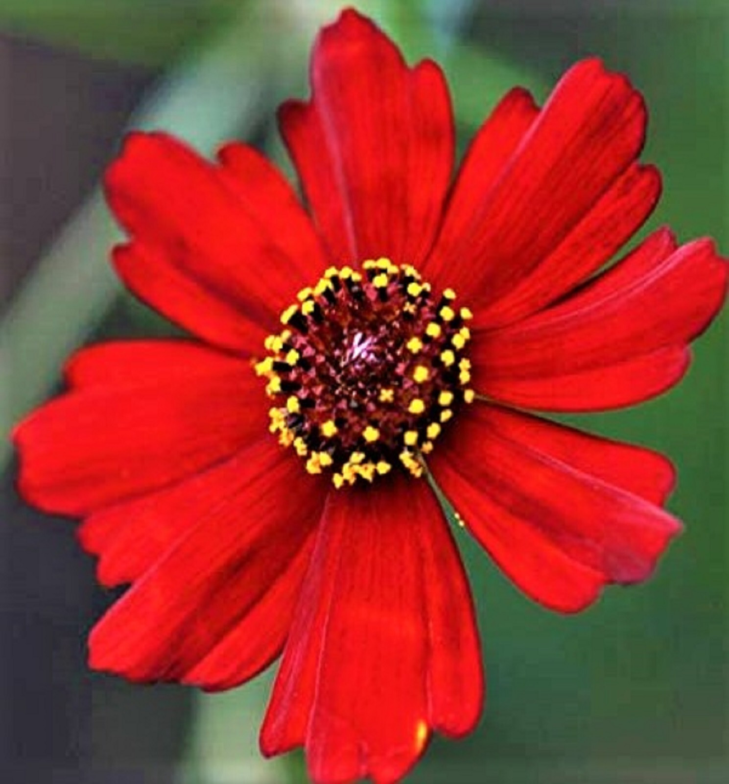 Dwarf Coreopsis Seeds Red Plains Seeds 1,000+ Seeds NON-GMO BUY 4 GET FREE SHIP