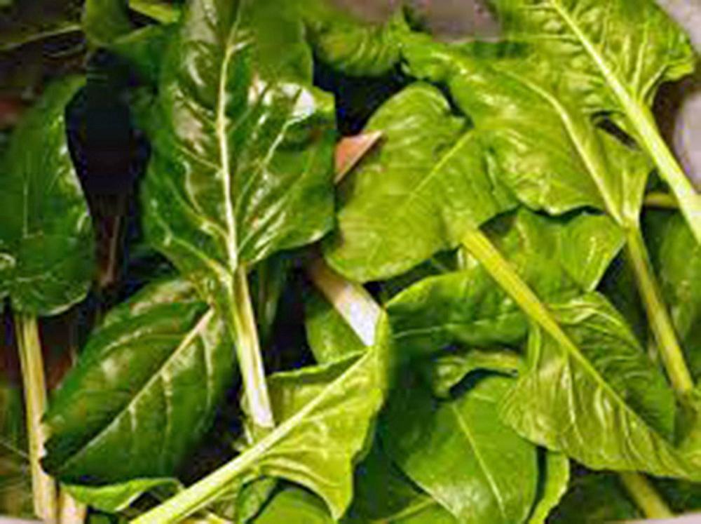 Swiss Chard Seed, Perpetual Spinach, Heirloom, 500+ Seeds, NON GMO
