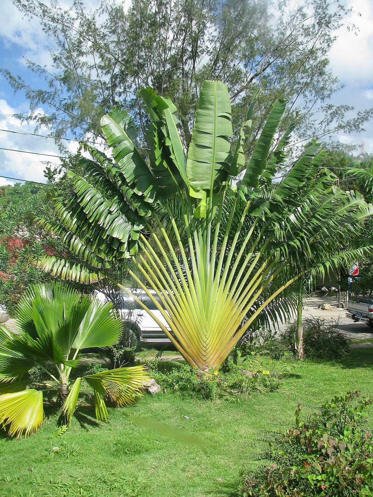 Traveler’s Palm Seeds ~ Ravenala Madagascariensis ~ Unique ~ Rare ~ Palm Tree ~