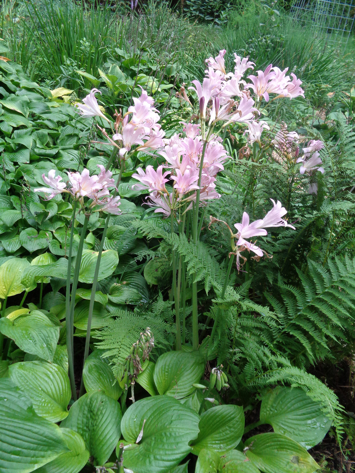 6 BULBS PINK MAGIC SURPRISE LILY Autumn Lycoris squamigera Hardy Amaryllis READ*
