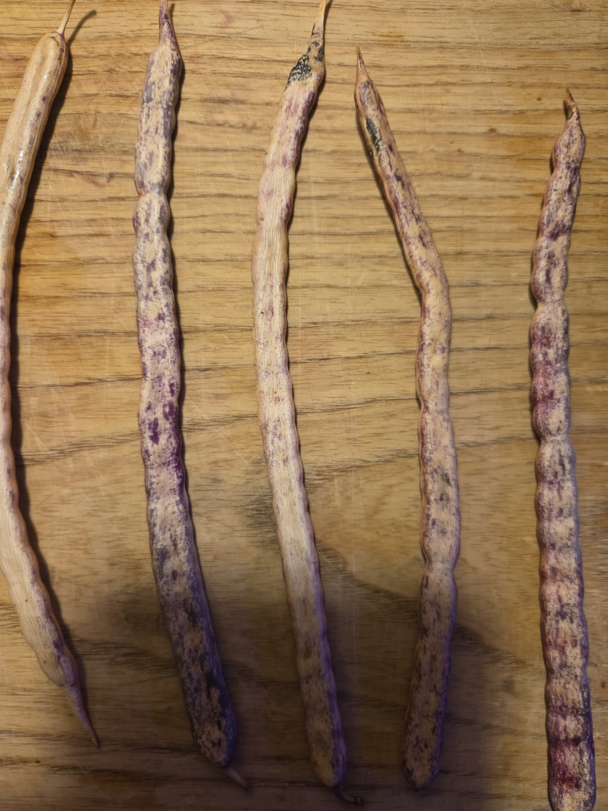 15 Honey Mesquite Pods (Prosopis Glandulosa) Drought Tolerant Legume (2026)