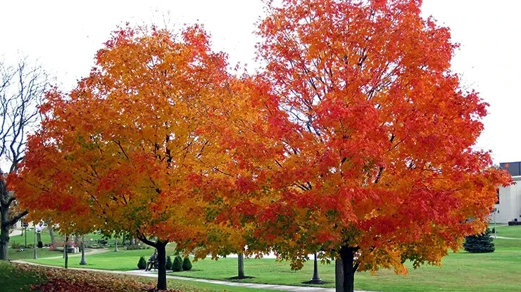 Northern Sugar Maple Tree Seeds (Acer saccharum) Fall Color Cold Hardy to Zone 3