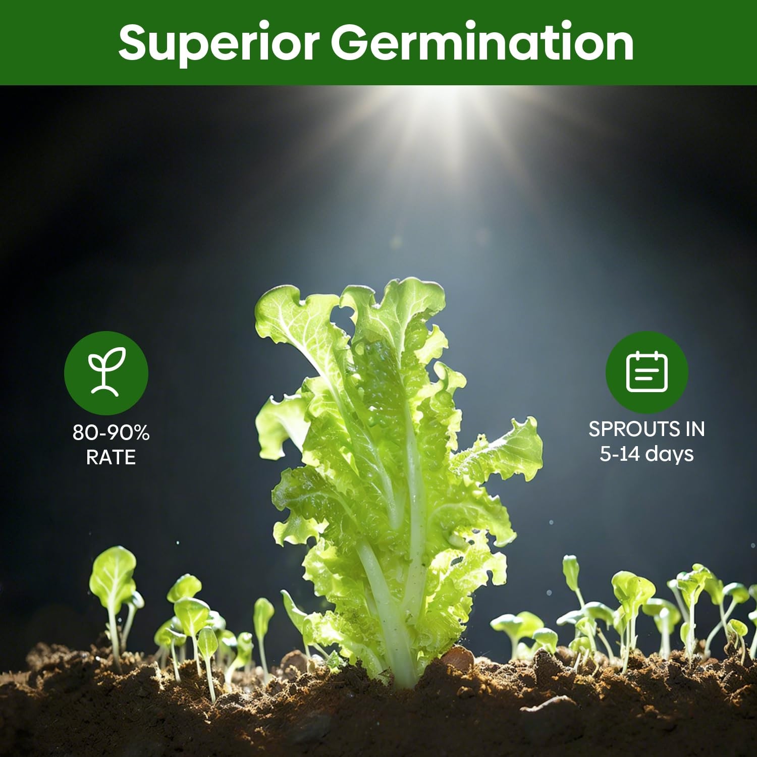 Non-GMO Heirloom Lettuce Seeds – 5 Varieties for Outdoor, Indoor, Hydroponic