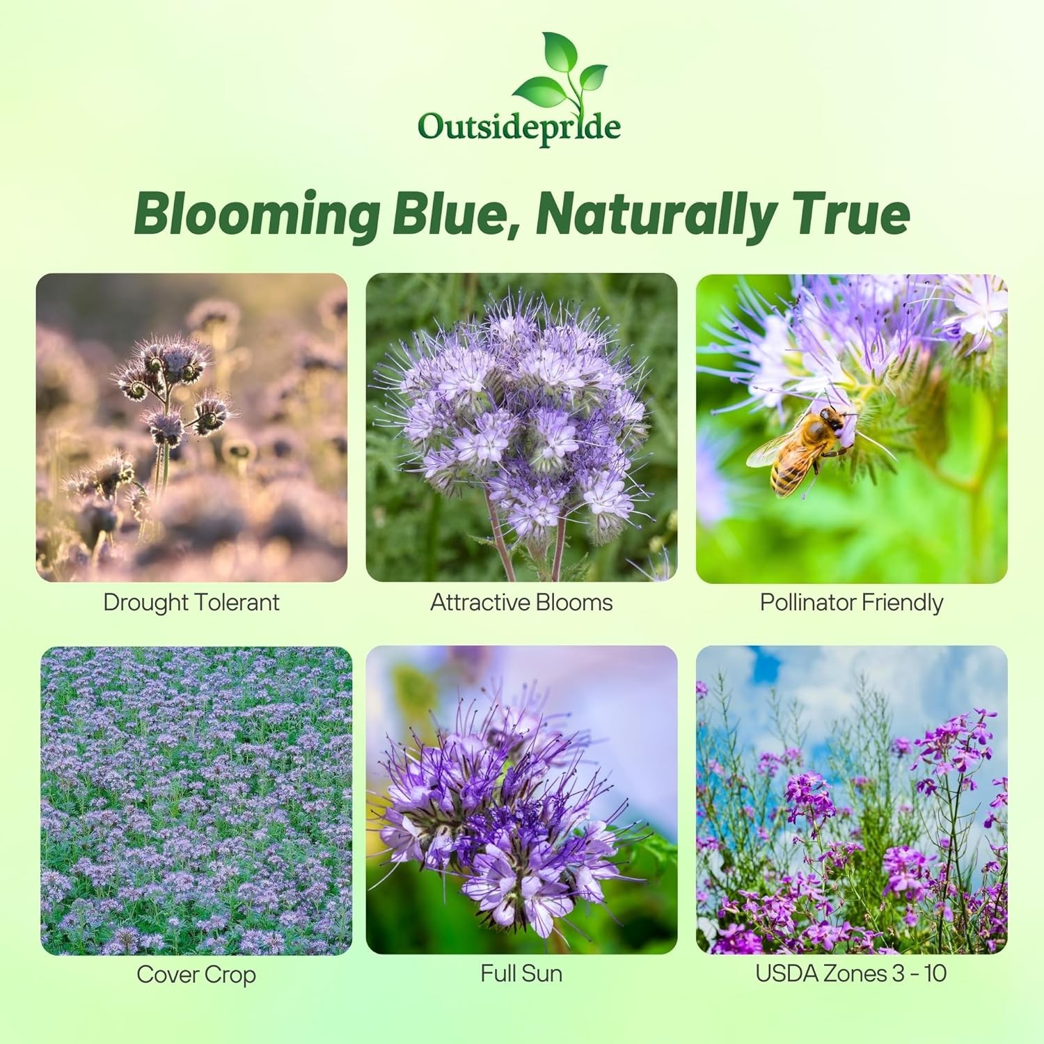 5000 Seeds Lacy Phacelia Seeds – Phacelia Tanacetifolia Wildflower Seed
