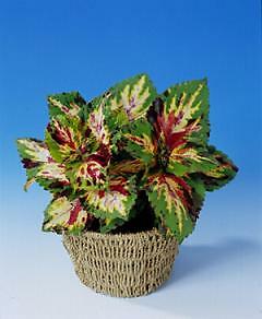 Coleus Giant Exhibition Multicolor 100 seeds