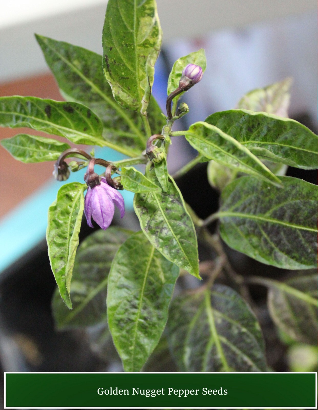 Pepper – Golden Nugget -All Natural Vegetable Seeds – Mildly Hot-!0 Seeds