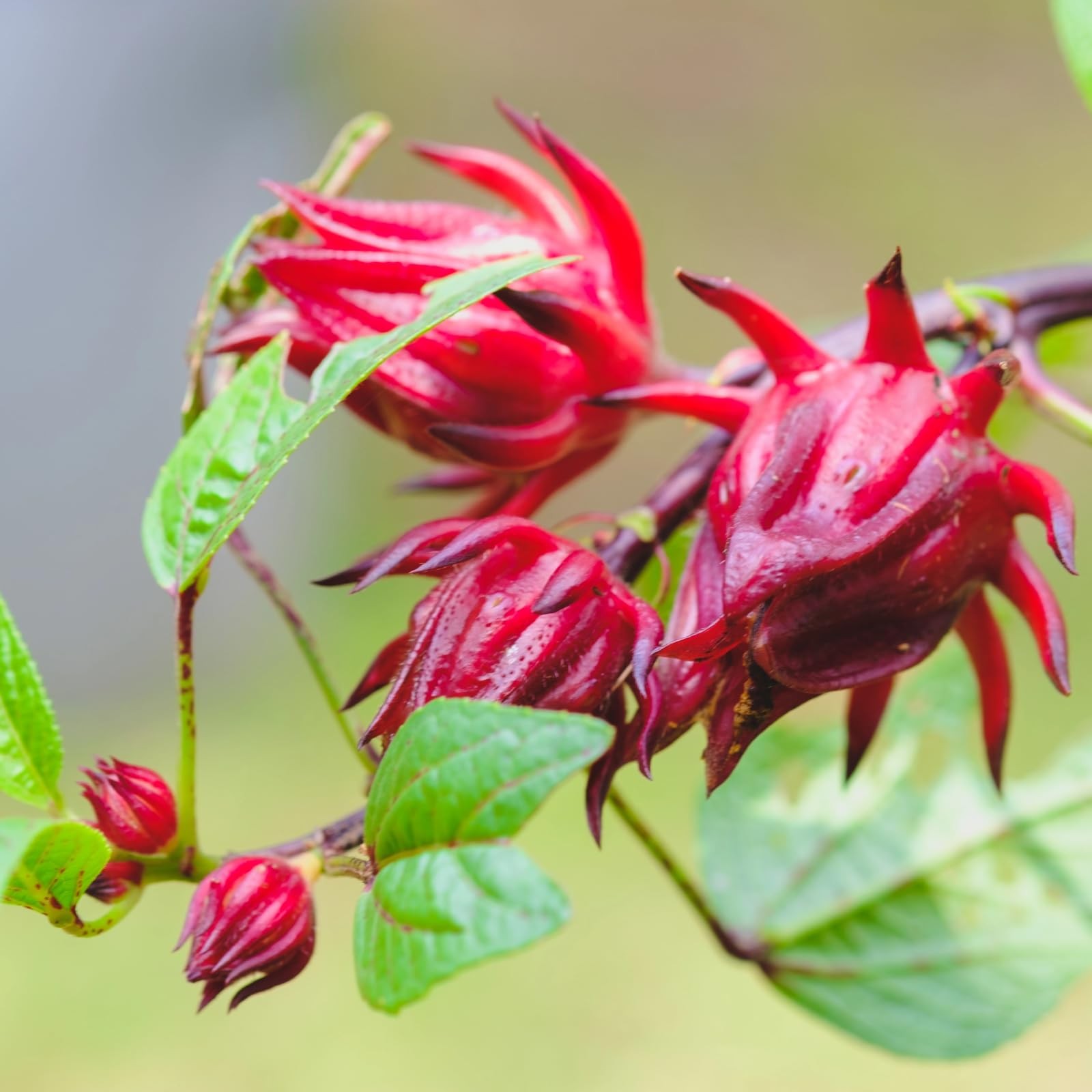 300+ Roselle Seeds for Planting – Hibiscus Sabdariffa for Tea, Jam & Garden