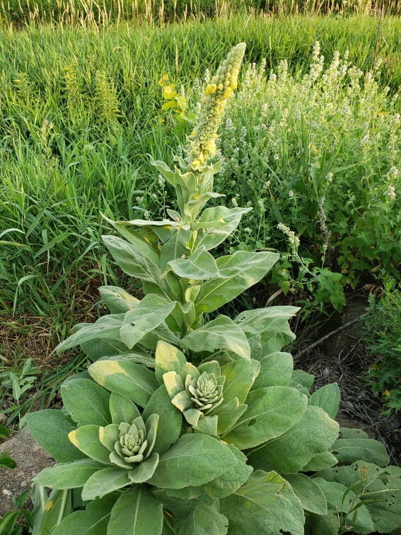 Common Mullein Seed ~ Verbascum thapsus ~ 300 to 200,000 seeds ~ 4 ounce bulk