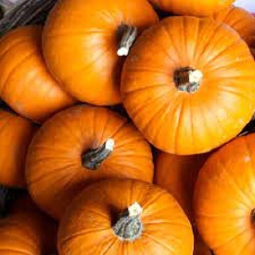Premium Small Sugar Pumpkin – Fresh Heirloom Seeds – Most Popular for Pies!