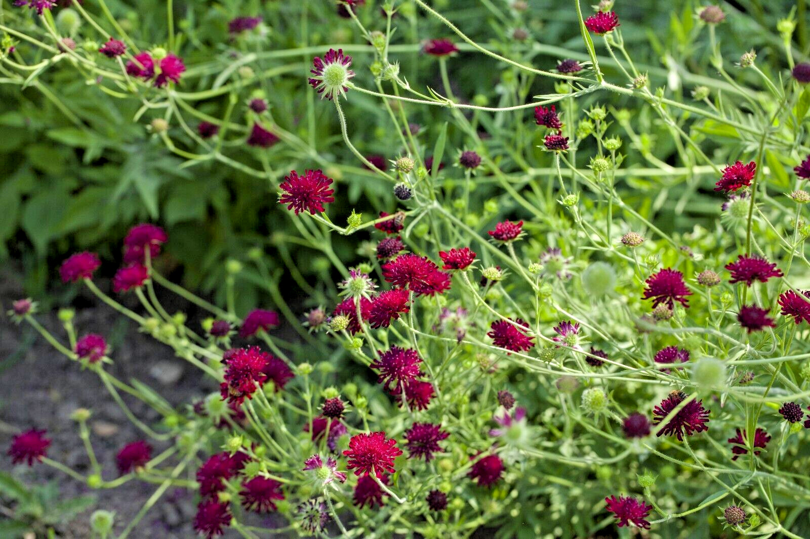 RED KNAUTIA, 110 SEEDS, *EZ TO GROW*