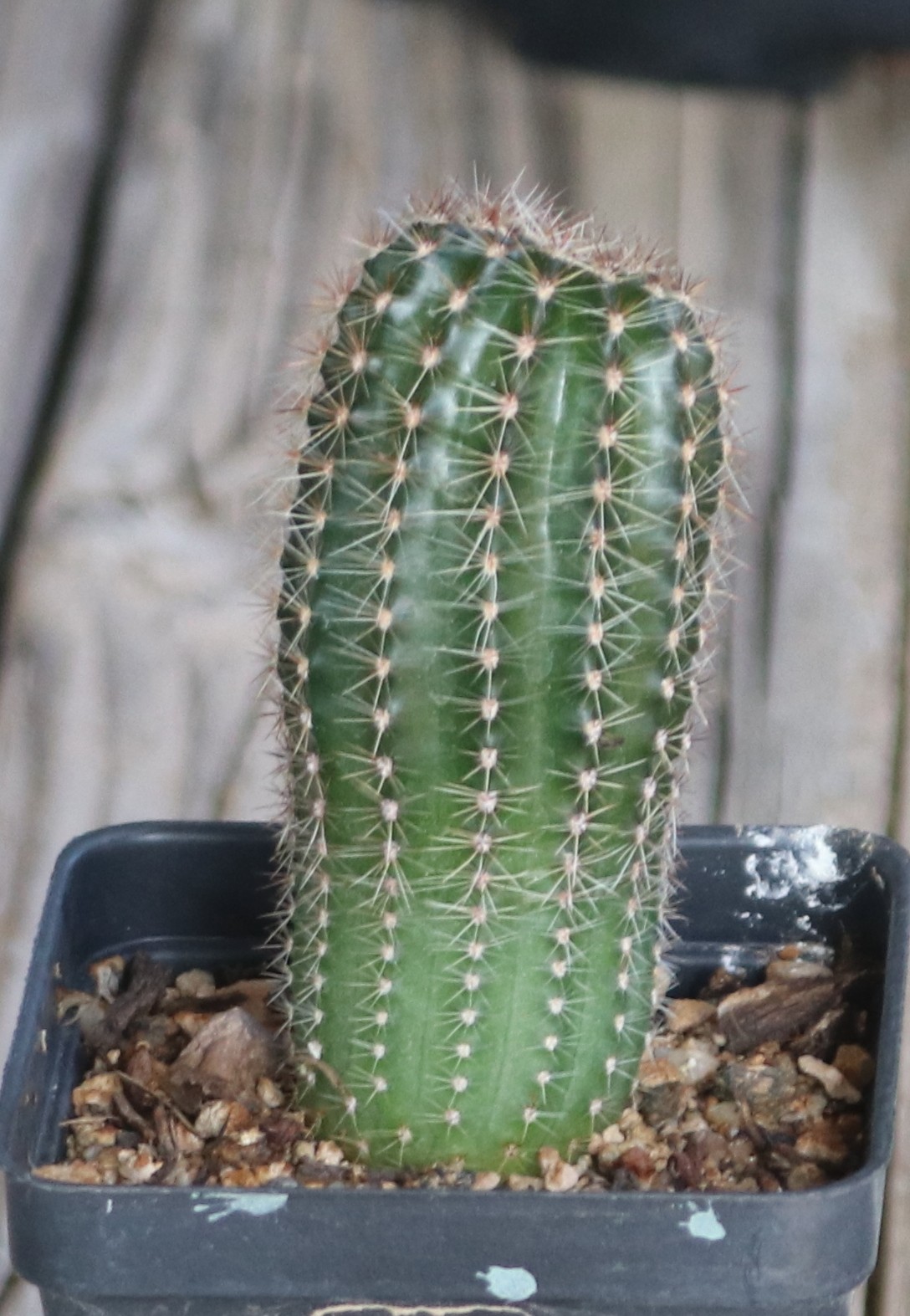 Echinopsis hybrid ‘Sex On The Beach’