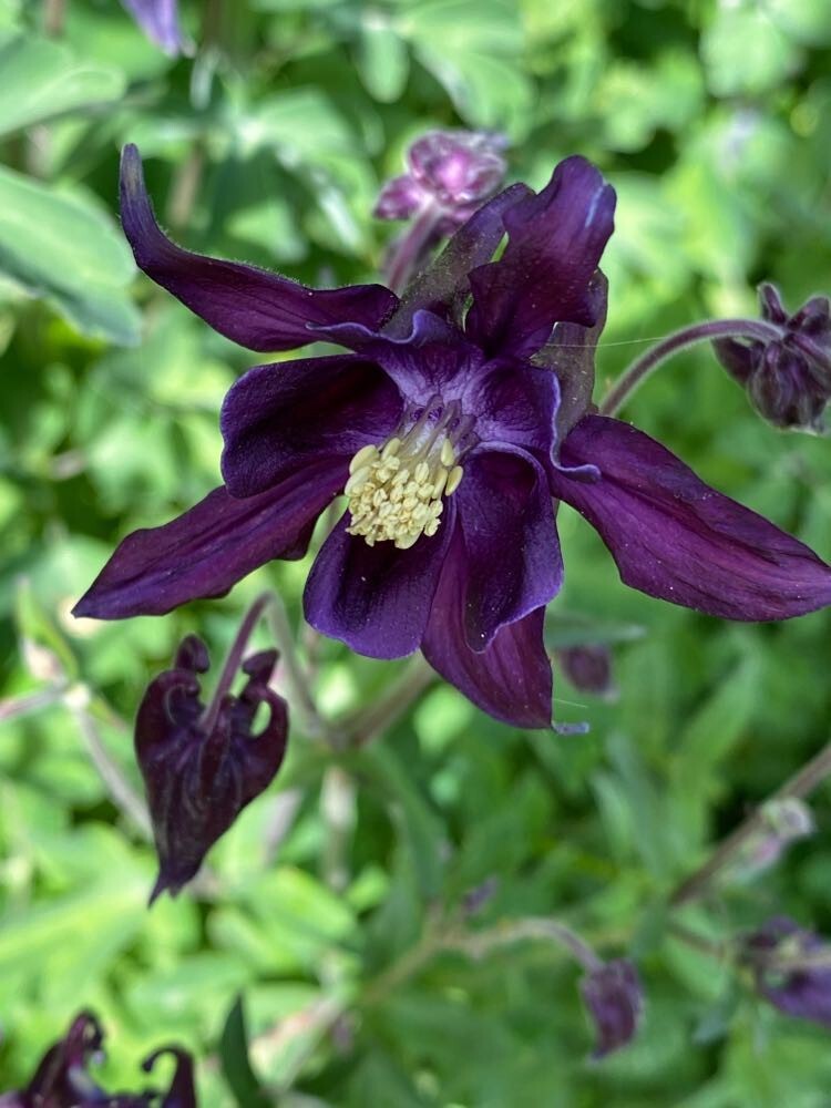 Columbine PURPLE HAZE Mix Perennial Hummingbirds Butterflies Non-GMO 200 Seeds