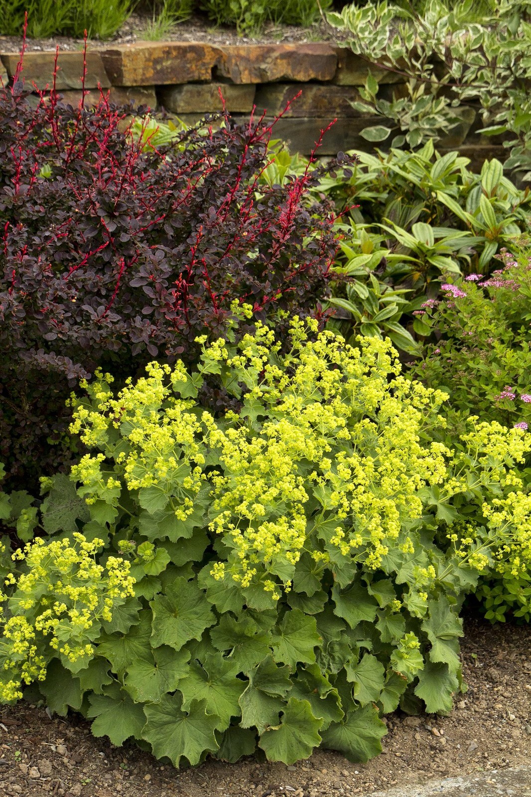 75+ Ladys Mantle Irish Silk seeds