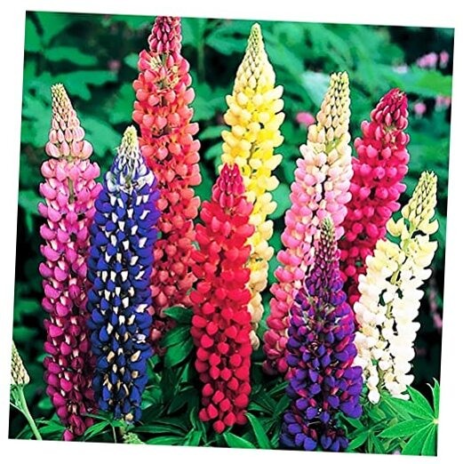 Russell Lupine Seeds Perennial – Grows 40″ Tall – Perennial Wildflowers for