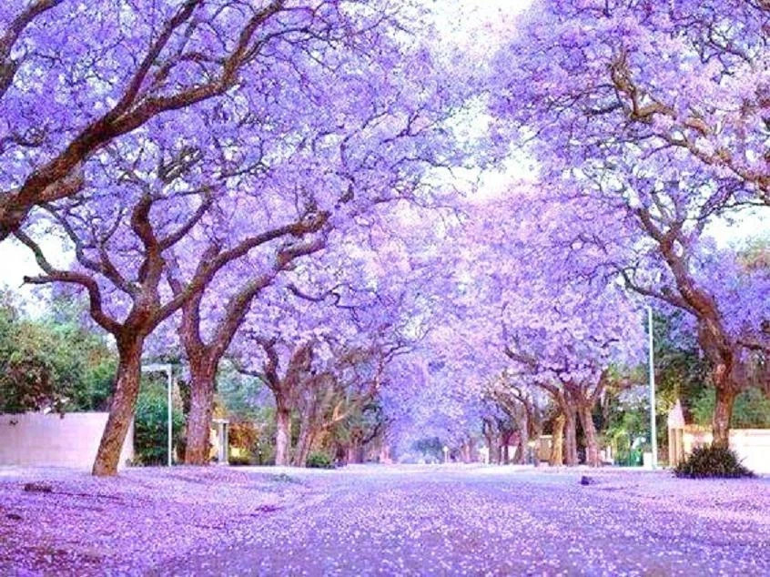 Beautiful Royal Empress Tree Paulownia Elongata Seeds ~ Bonsai Flowers *10 Seeds