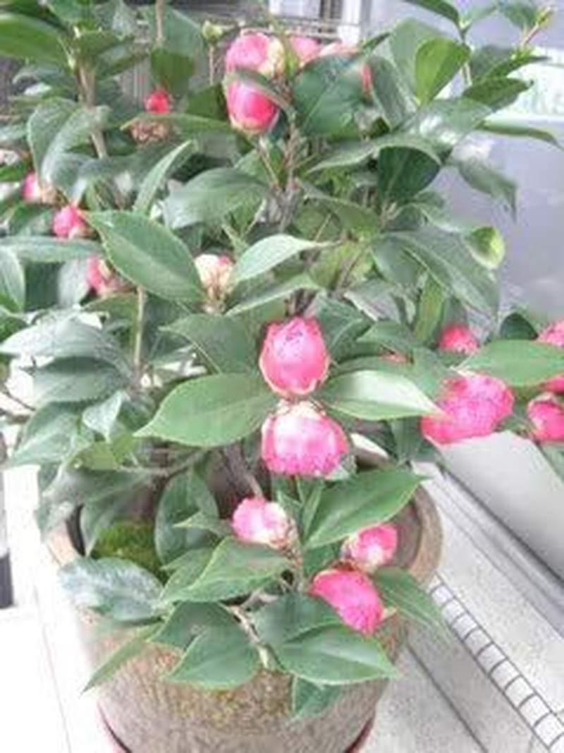 100 Mixed Colors Double Camellia Impatiens (Balsam/Lady Slipper/Touch Me Not) Im