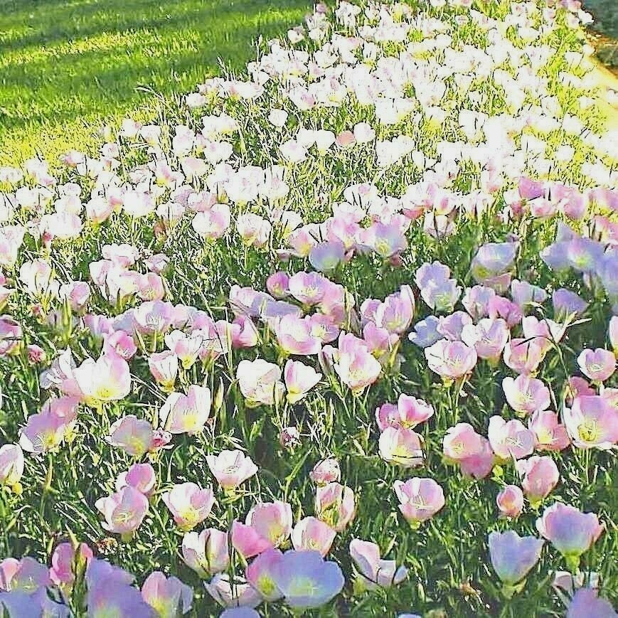 301+Pale EVENING PRIMROSE Flower Seeds Drought Heat Cold Groundcover Wildflower