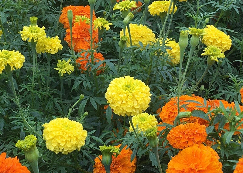 200 MIXED ORANGE AND YELLOW CRACKERJACK MARIGOLD SEEDS ORGANIC NON GMO BIG BLOOM