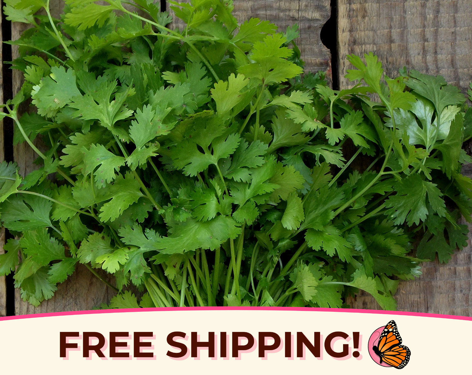 775+ Cilantro Seeds | Heirloom, Non-GMO, Vegetable Gardening Herb Seeds, USA