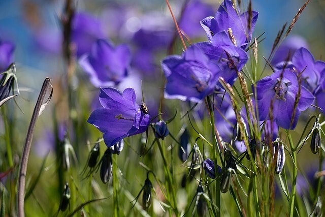 Campanula rotundifolia | Bluebell of Scotland | 100 Seeds