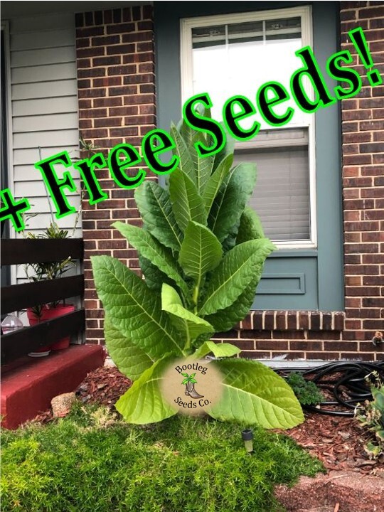 HUGE LEAF Golden Burley – Heirloom Tobacco Seeds – 1000 Seeds + 500 FREE SEEDS!