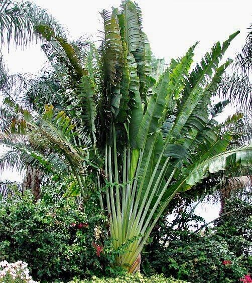 Traveler’s Palm Seeds ~ Ravenala Madagascariensis ~ Unique ~ Rare ~ Palm Tree ~