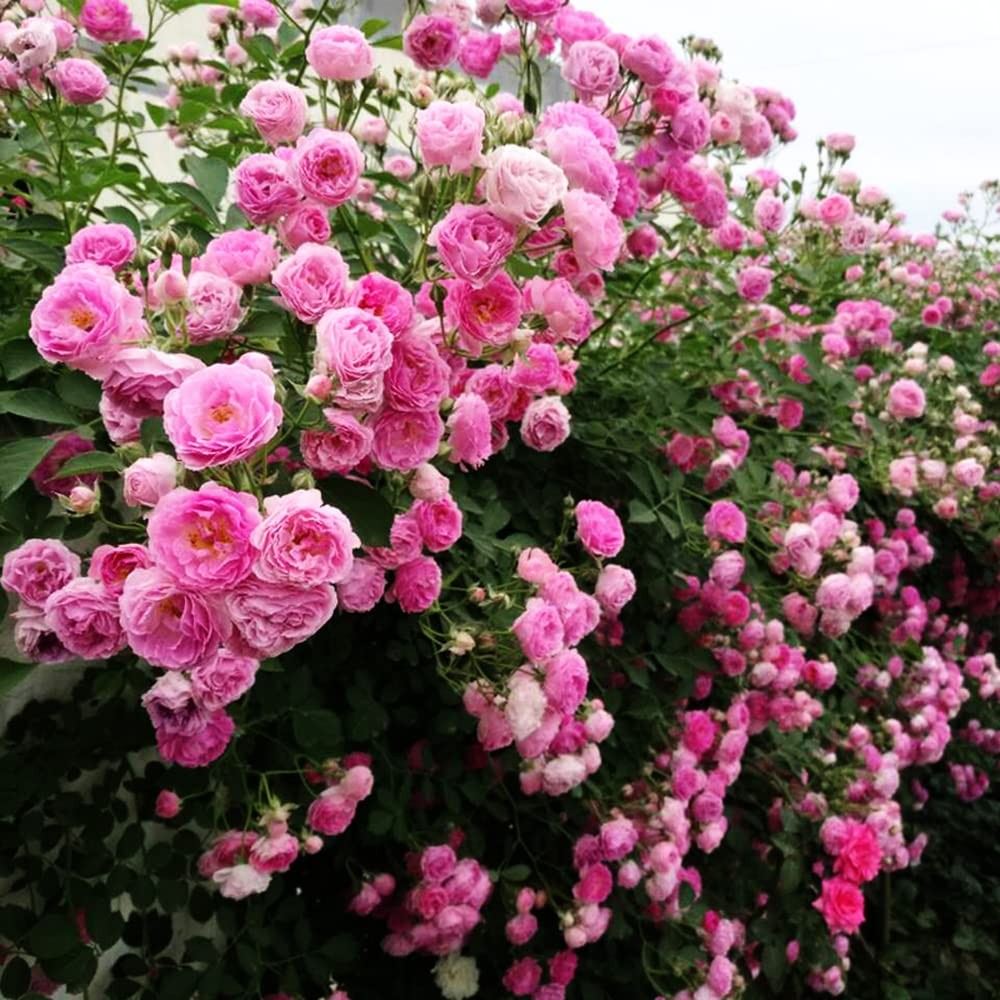 200+ Mix Climbing Rose Seeds for Planting Outdoors Ornamental Climbing Flower…