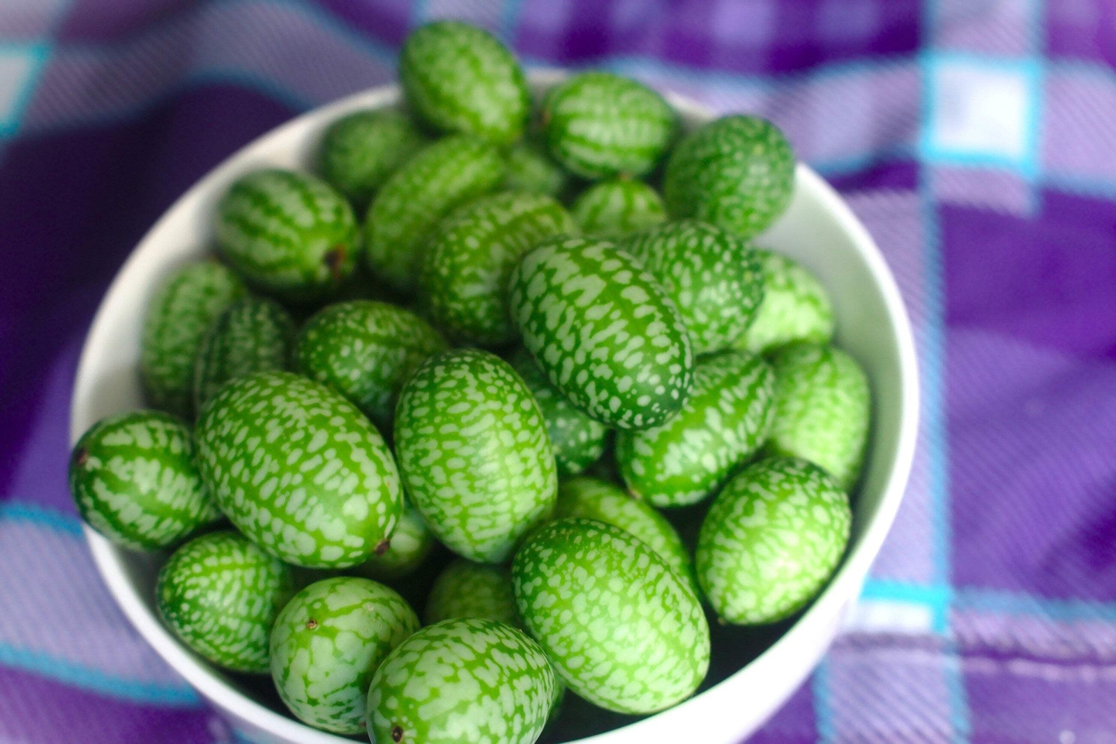10 CUCAMELON Melothria Scabra Mouse Melon Mexican Mini Watermelon Fruit Seeds
