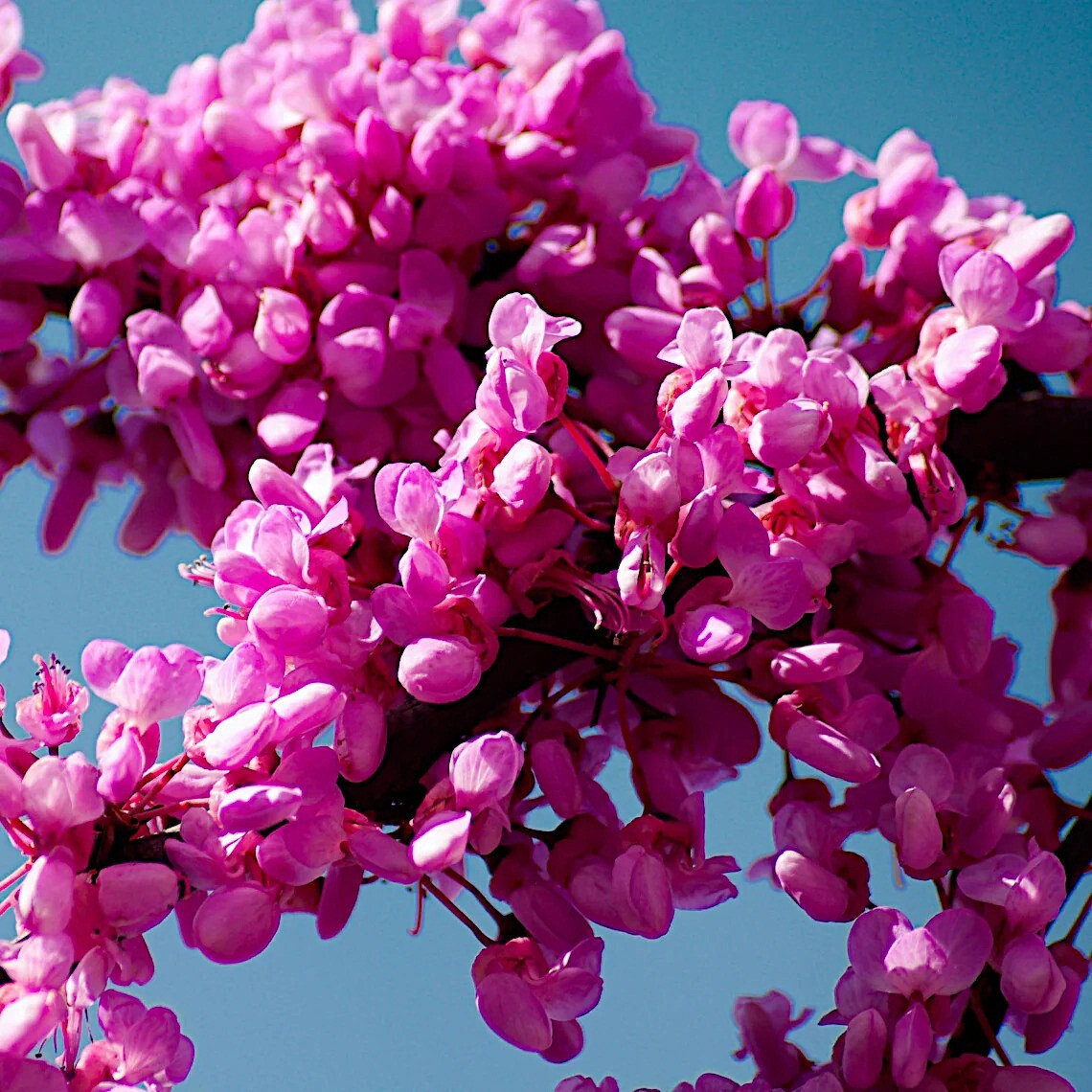 Judas Tree Seeds (Cercis siliquastrum) Mediterranean Redbud Plant Fast Hardy-4