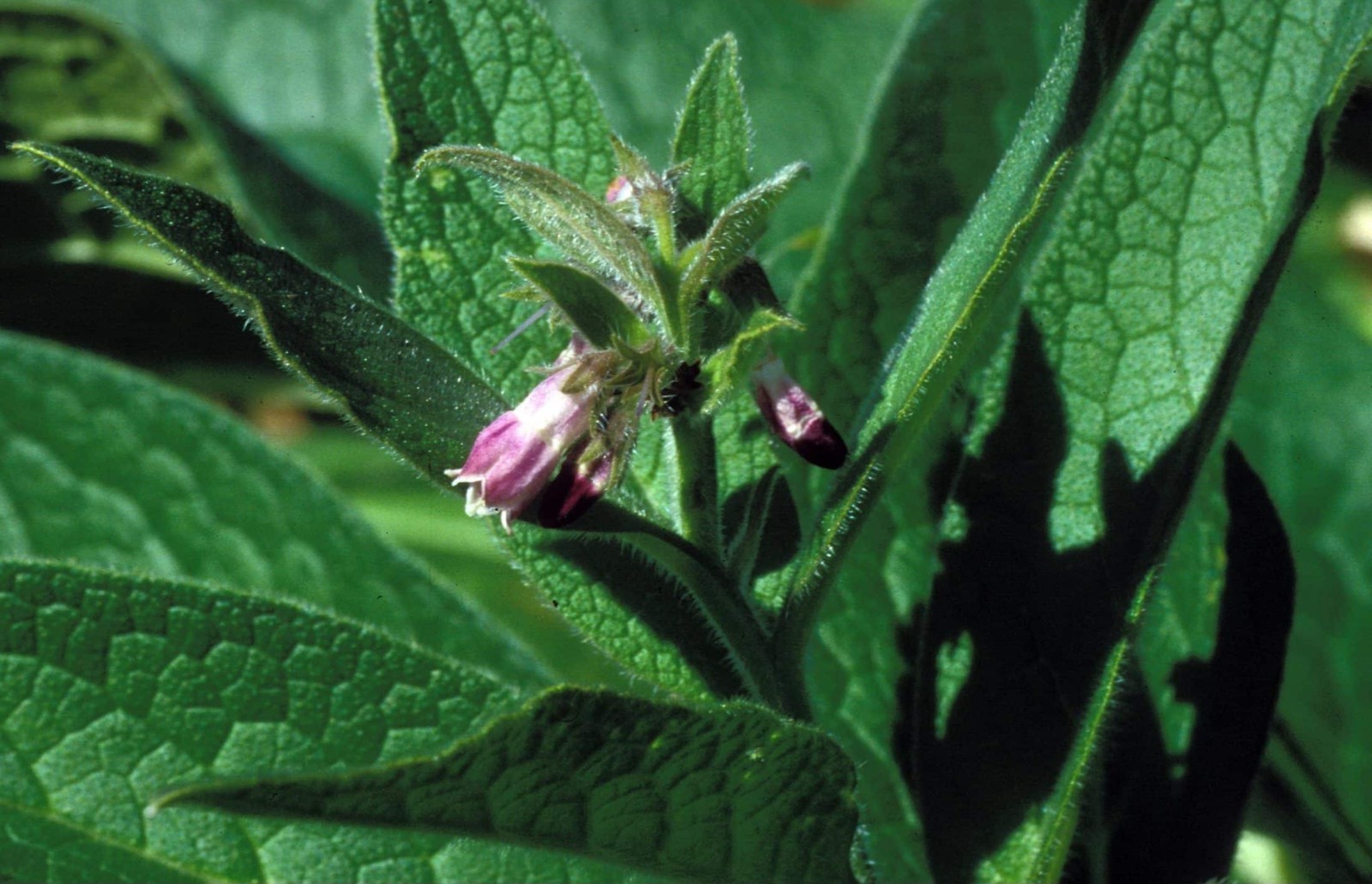 Comfrey SEEDS (symphytum officinale)