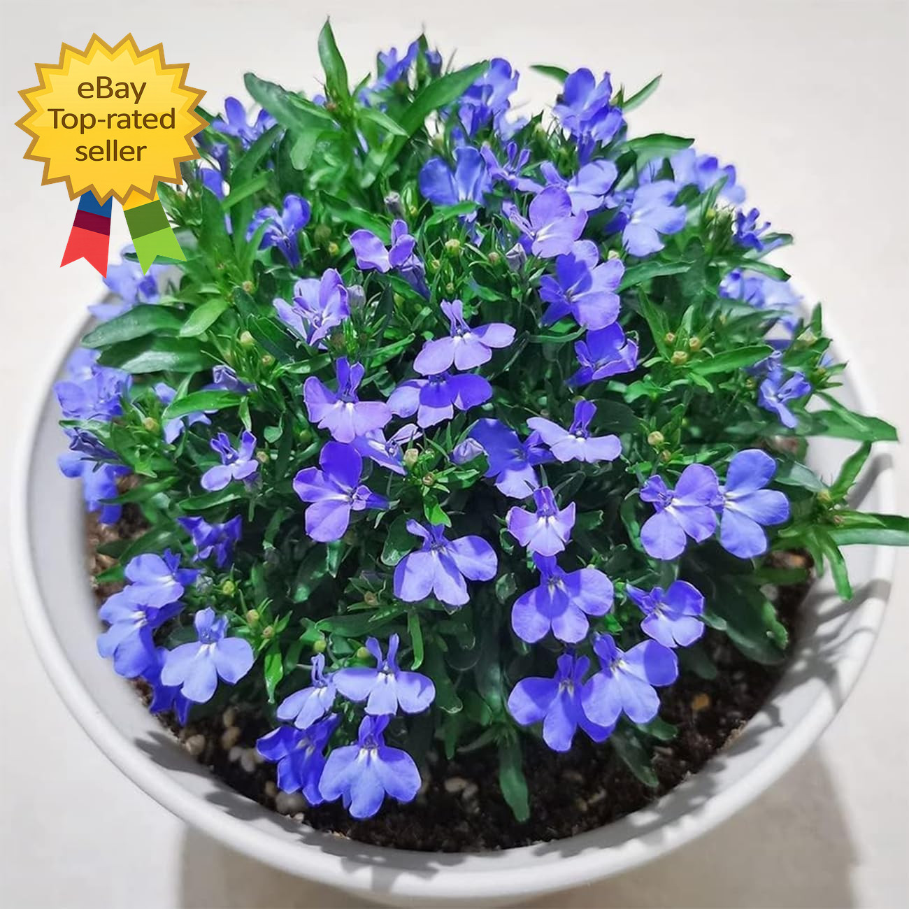 20000+ Magic Blue Creeping Thyme Seeds for Planting Ground Cover Plants Heirloom