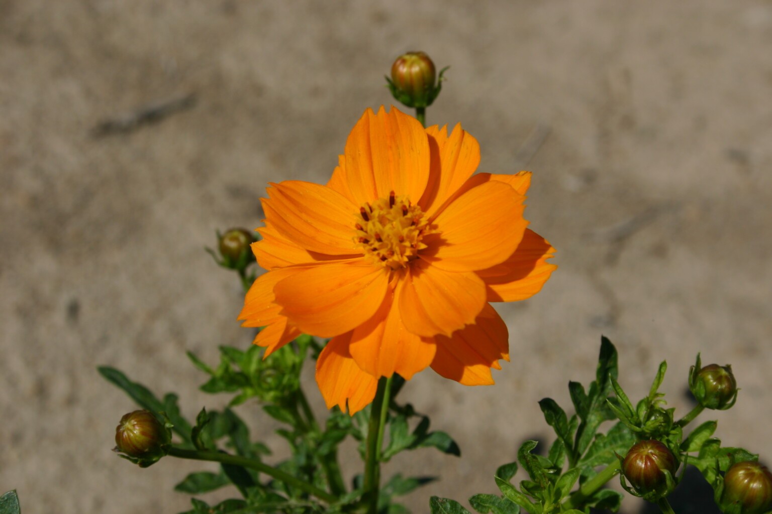 Cosmos Sulphur Dwarf Orange Flower Seeds Free Shipping!