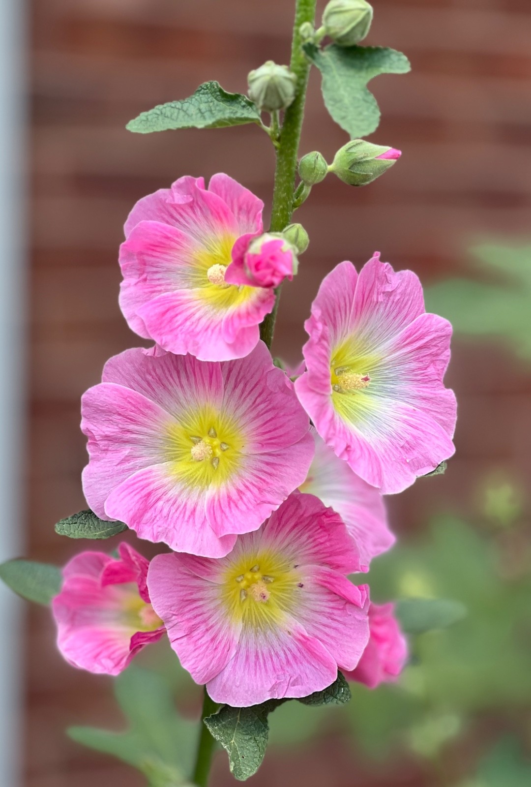 Giant Up To 12 Ft Tall/Pink/25 Hollyhock Seeds/Heirloom Non-GMO/Picked 2025