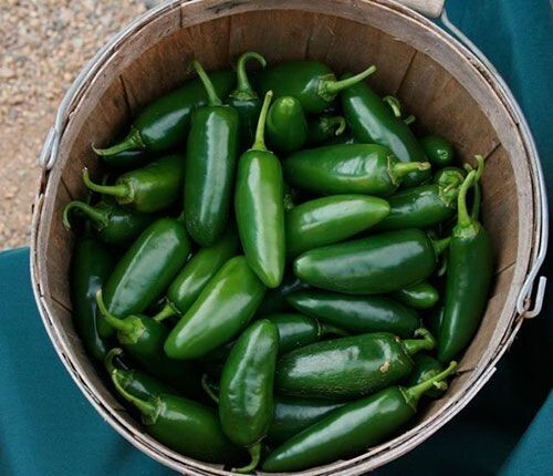 100+ EARLY Jalapeno Pepper Chille Seeds — HEIRLOOM — NON GMO — FRESH