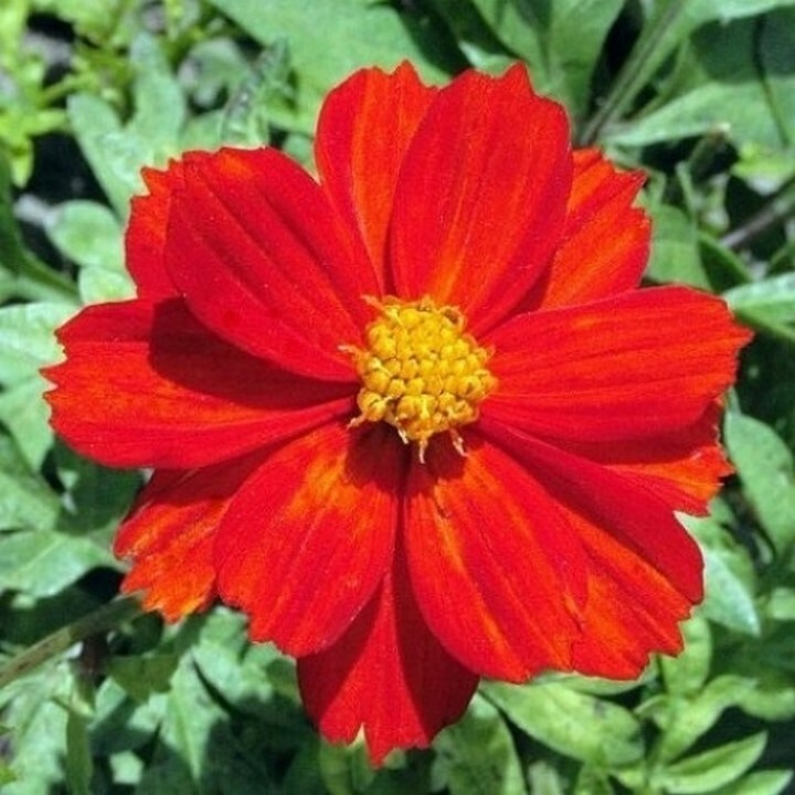 Cosmos Dwarf Red Sulphur Seeds 100 Ct Flower Cosmos SULPHUREUS USA ANNUAL Bees