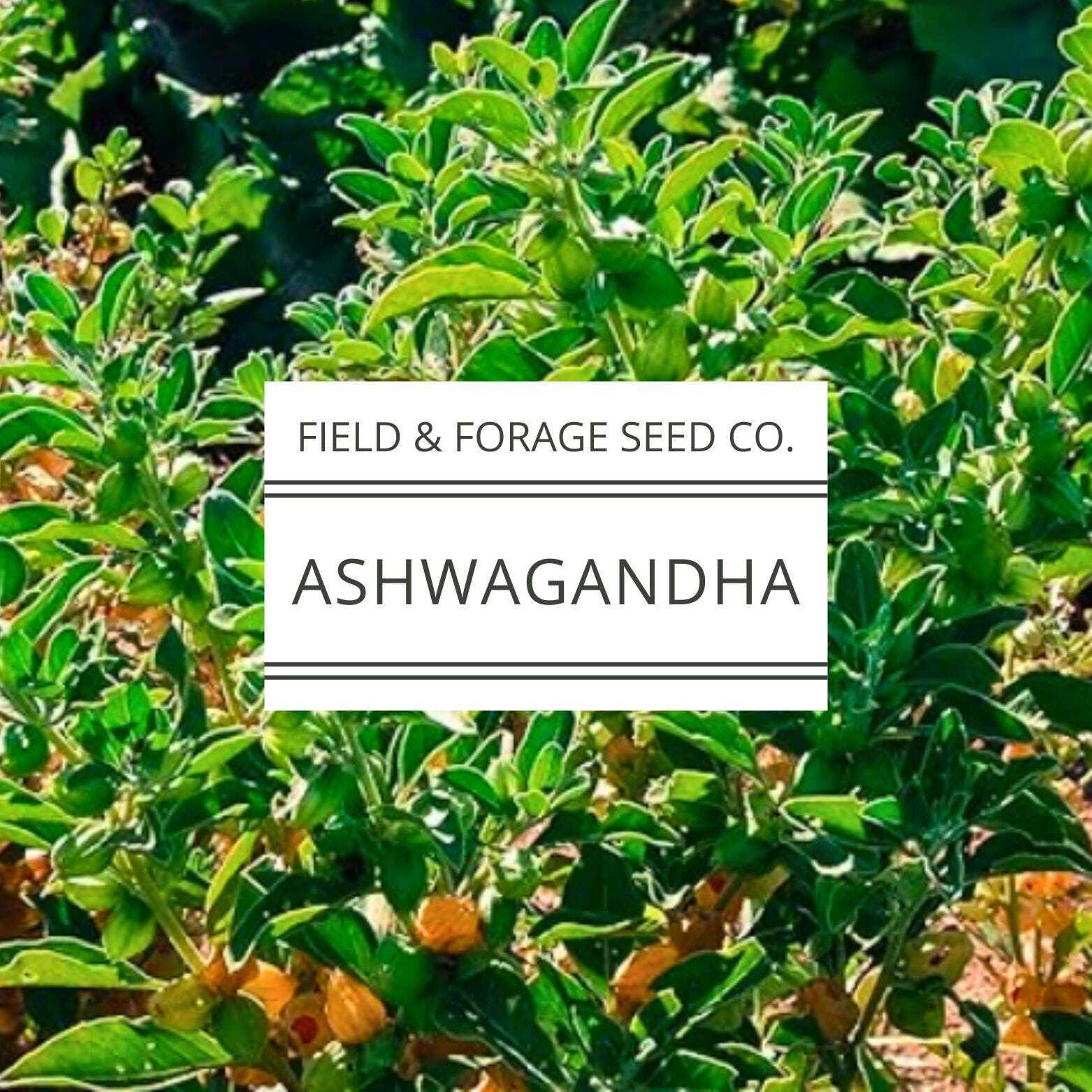 Ashwagandha Seeds | Withania somnifera | Heirloom | Non-GMO Herbal Gardens | 30