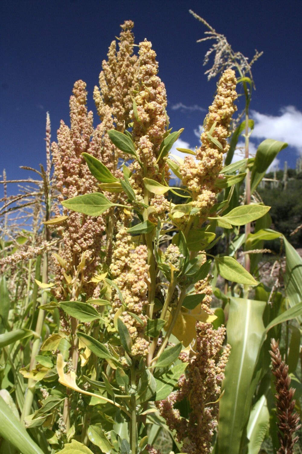 100 Organic PEPPERMINT QUINOA Grain Chenopodium Quinoa White Green – White Seeds