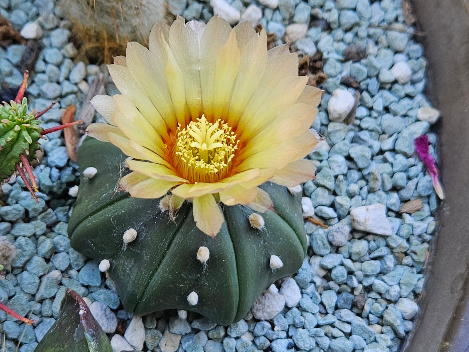 Astrophytum asterias “Mixed Cultivar” 100 Seeds