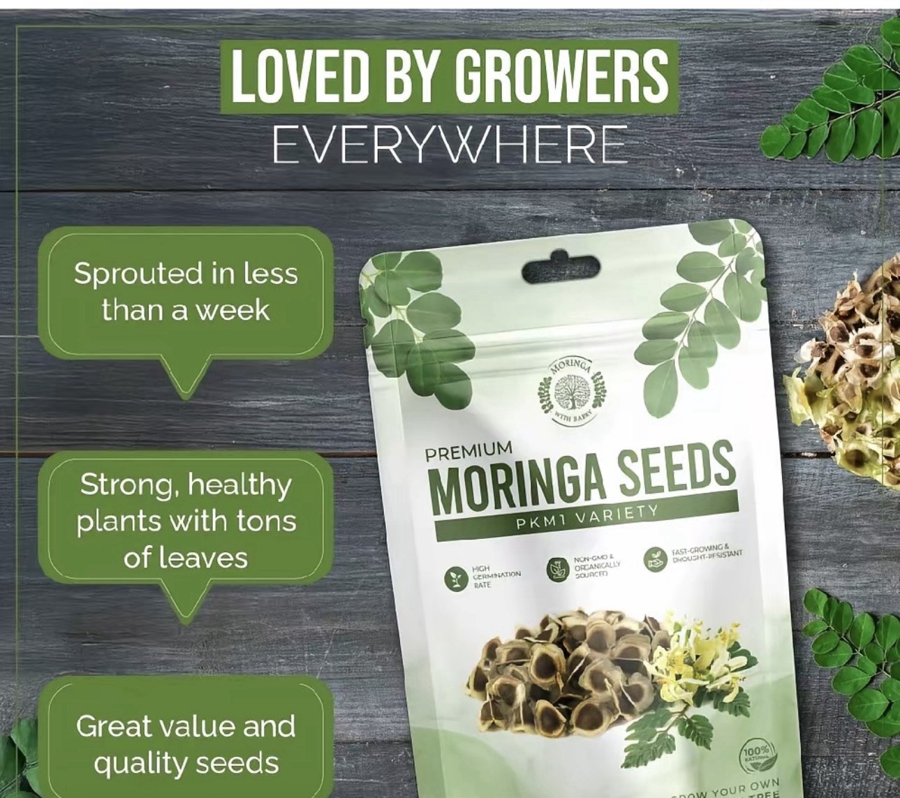 Moringa with Barry PKM1 Moringa Tree Seeds 100 Count Organic Non-GMO Fast