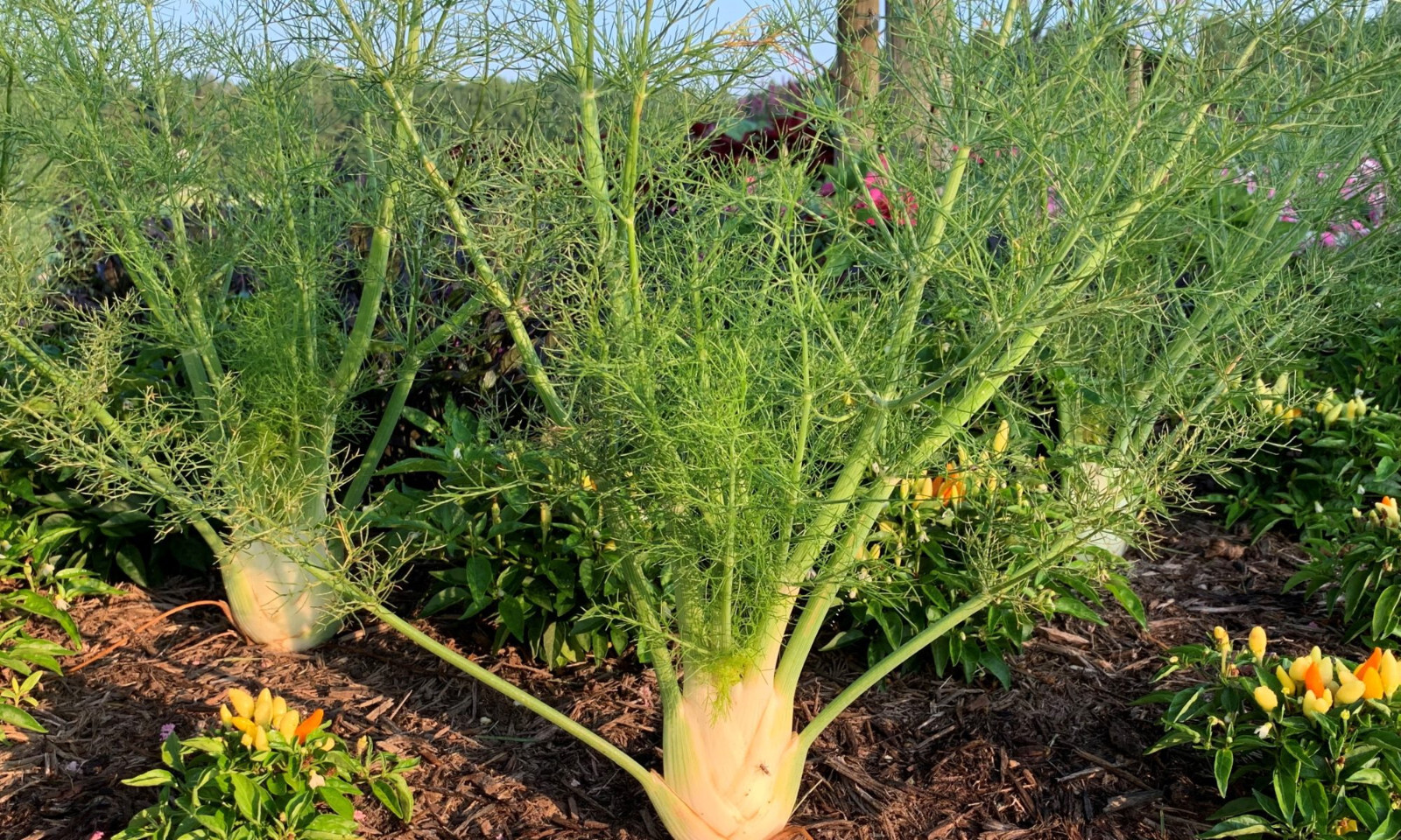 Dragon Fennel Seeds (200) / ORGANIC / FLORIDA GROWN / BUTTERFLY HOST