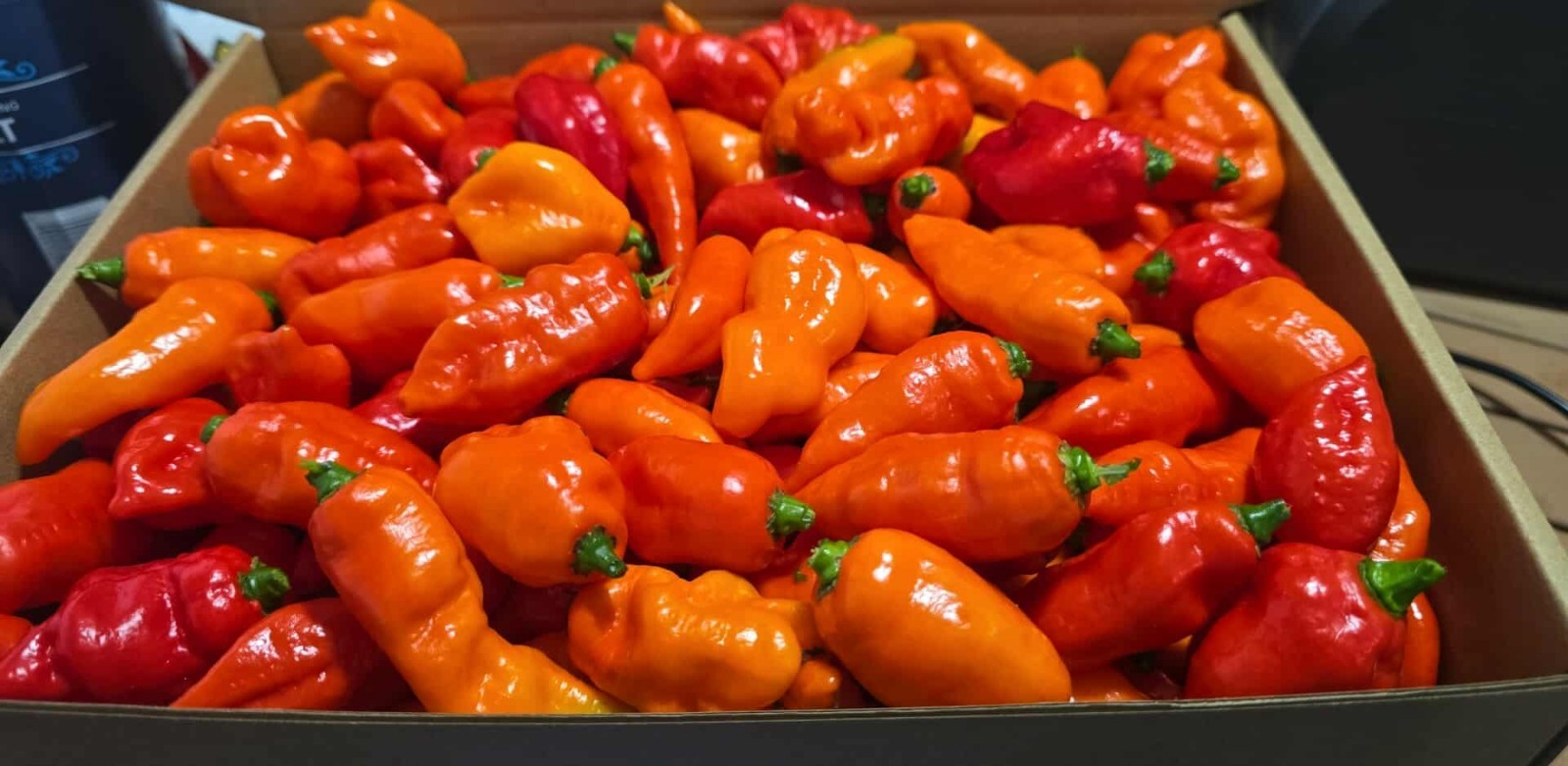 Kaos Pepper, Superhot, 10 Seeds