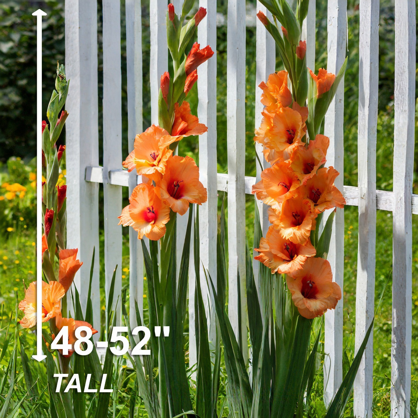 Garden State Bulb Olympic Flame Gladiolus Flower Bulbs, 12/14cm, Spring Planting