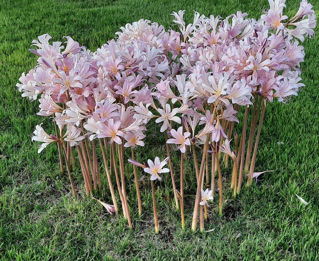 1 Dozen (BABY BULBS) Surprise Lily Bulbs Naked Ladies Resurection Lily