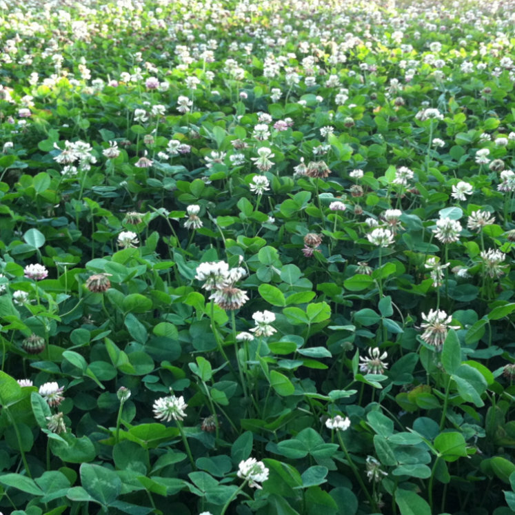 ADVANTAGE LADINO WHITE CLOVER Seed Deer Food Plot Turkey Bees High Protein 5LB