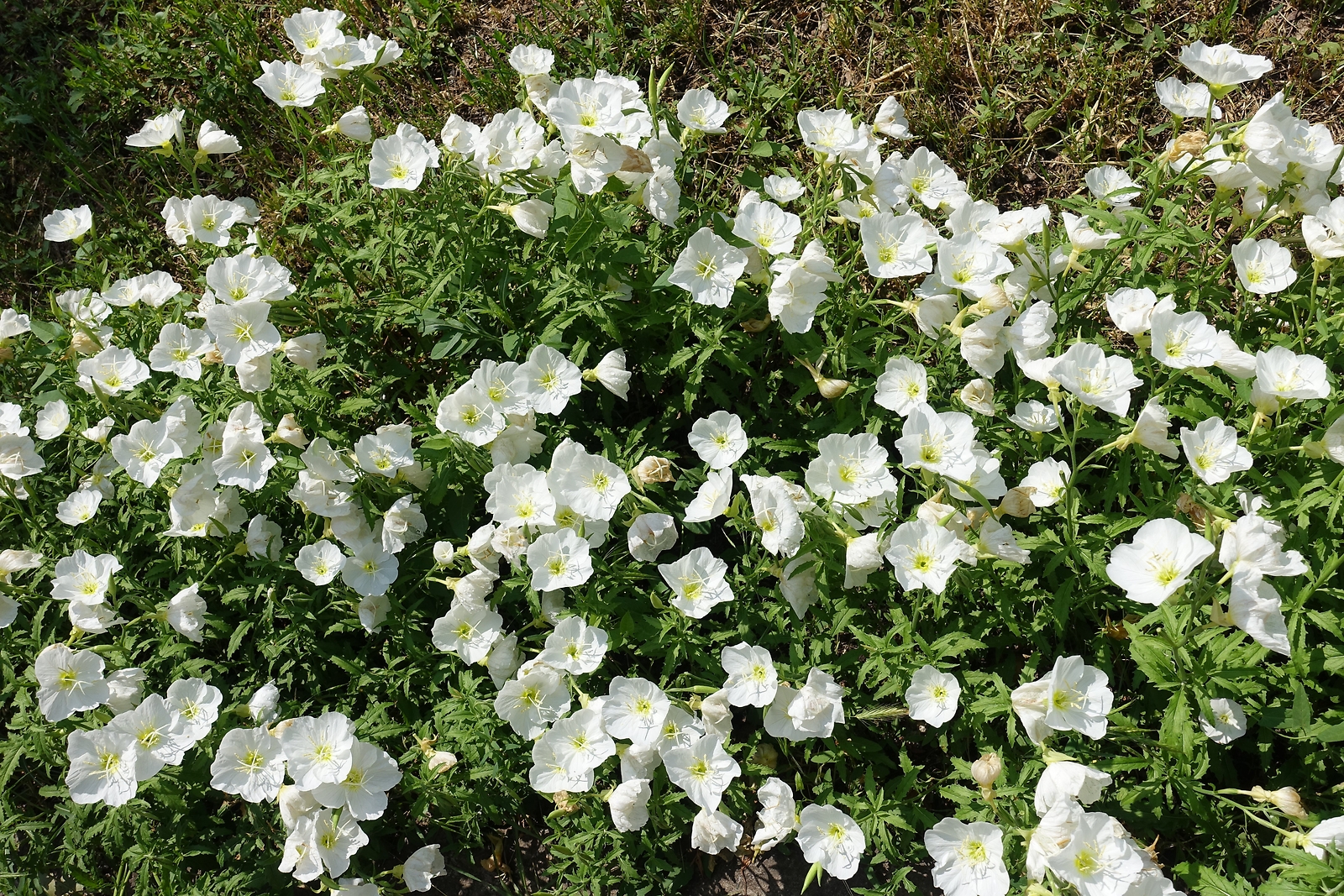 250 WHITE Pale EVENING PRIMROSE Buttercup Sundrops Oenothera Pallida Flower Seed