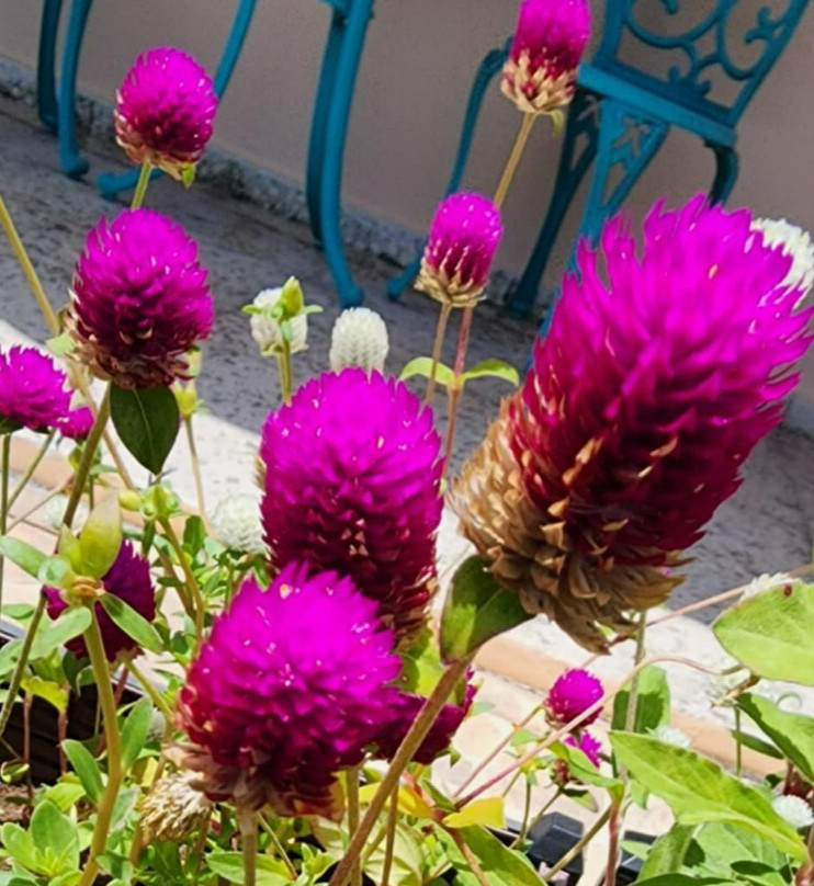 Globe Amaranth | Purple | White | Pink Strawberry Cream | 100 Seeds Easy to Grow